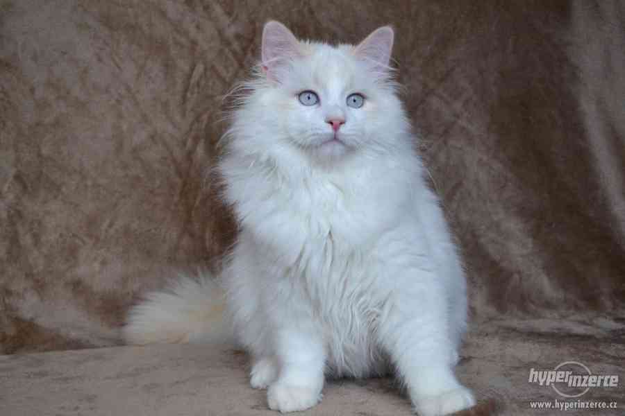 CHS prodá sibiřská koťátka a koťátka něvské maškarády s PP - foto 9