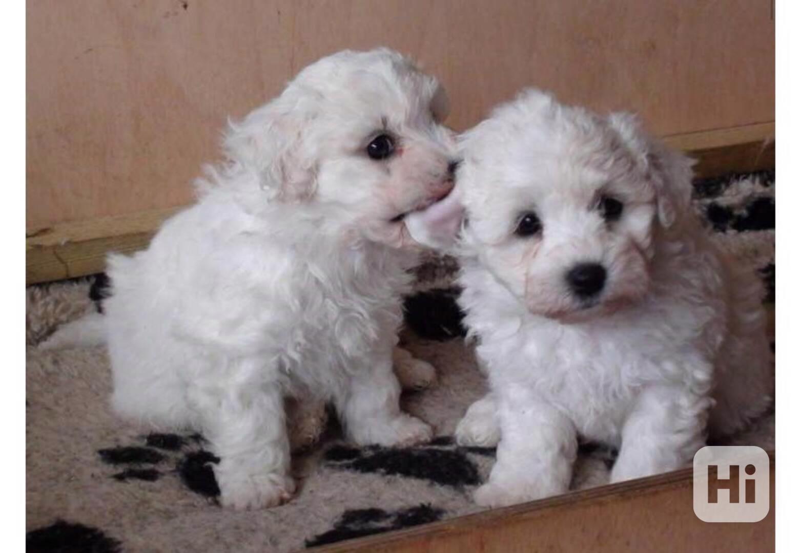 štěňata pejska a fenky bišonka k adopci - foto 1