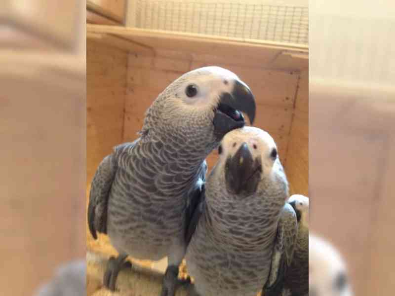 samec a samice papoušků konžských afrických šedých - foto 1