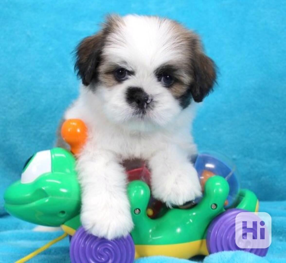 Psi a štěňata plemene Sabas Lhasa Apso. - foto 1