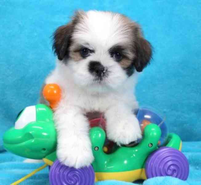 Psi a štěňata plemene Sabas Lhasa Apso. - foto 1