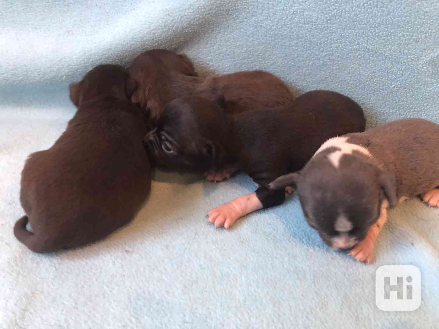 Čivava s PP - foto 1