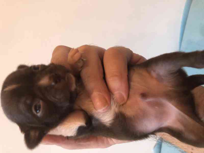 Čivava s PP - foto 4