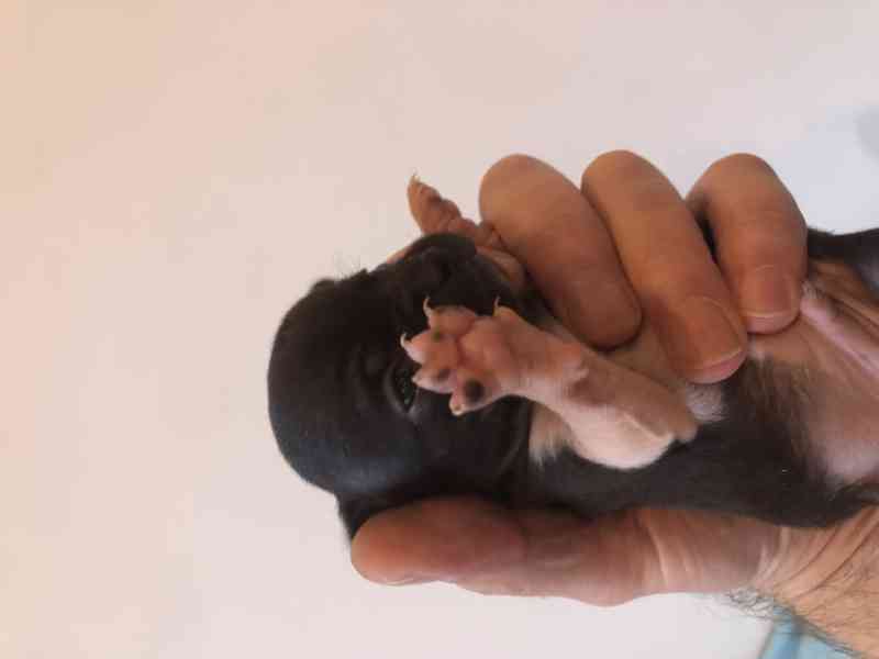 Čivava s PP - foto 6