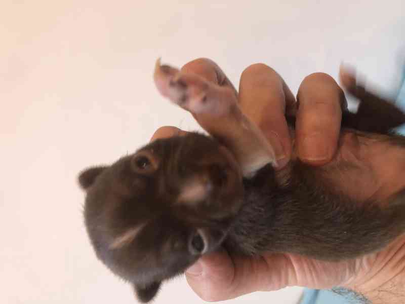 Čivava s PP - foto 7