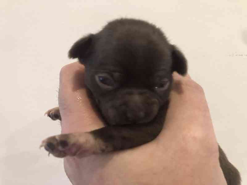 Čivava s PP - foto 2