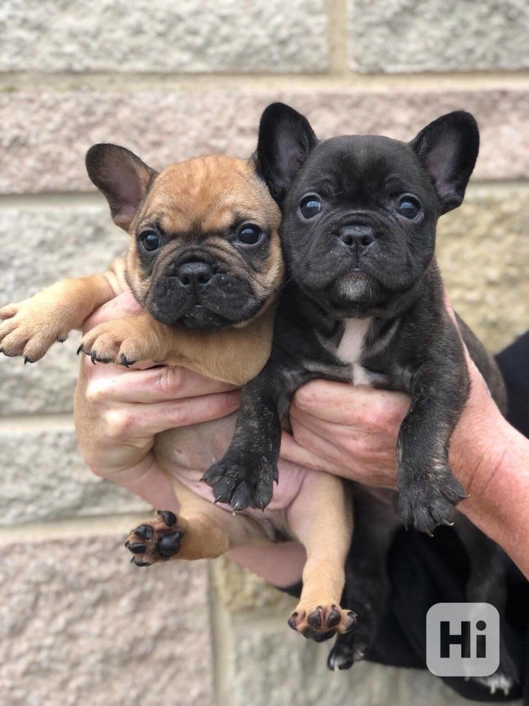Štěňata francouzského buldočka - foto 1