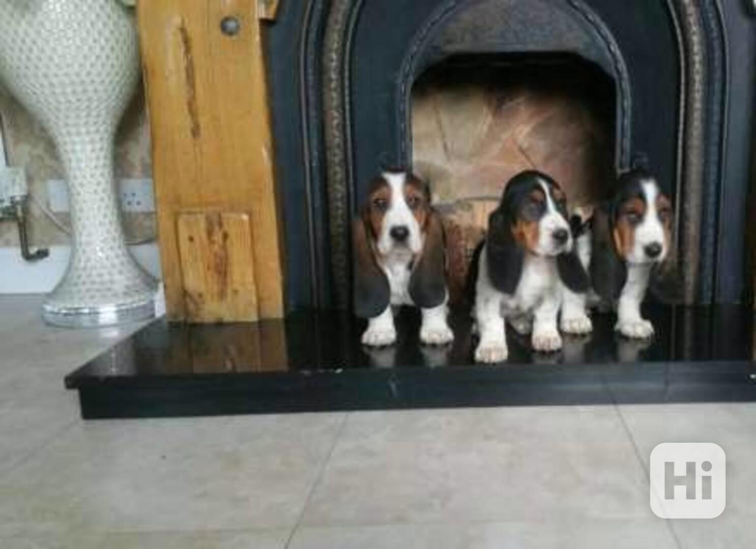 Prodej psů a štěňat basset houndů s otiskem nohou - foto 1