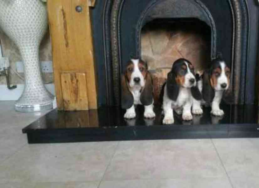 Prodej psů a štěňat basset houndů s otiskem nohou - foto 1