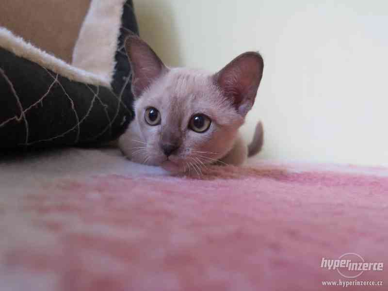 Barmská koťátka s PP - foto 5