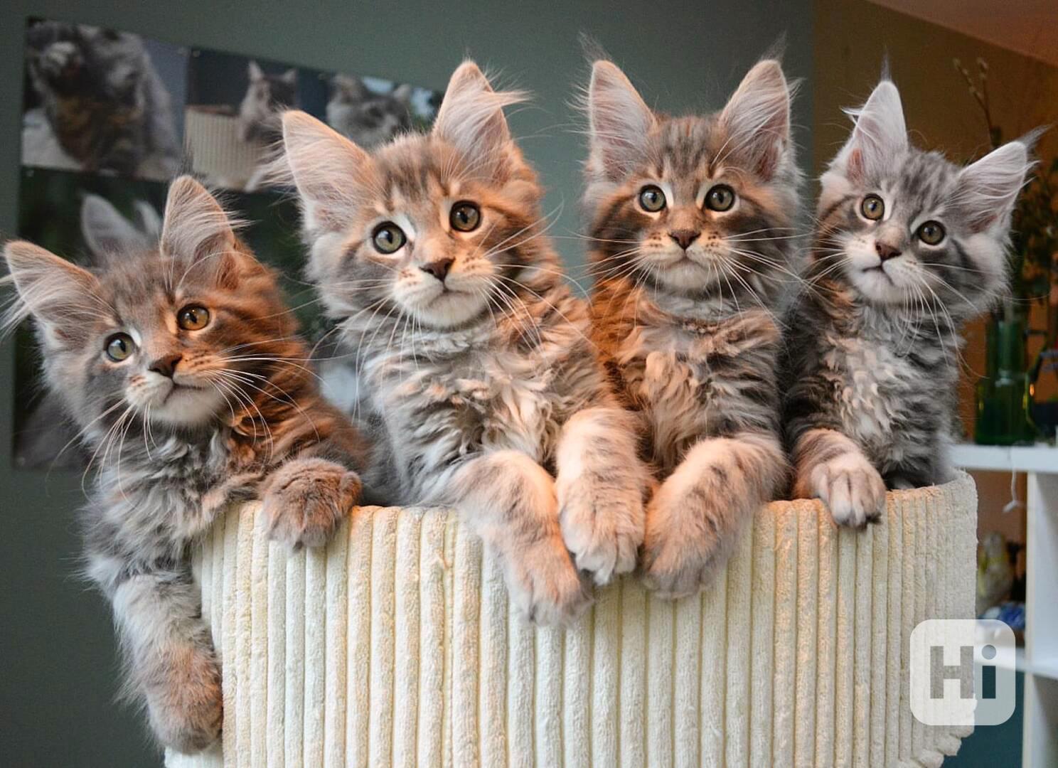 Máme vrh Mainská mývalí - foto 1