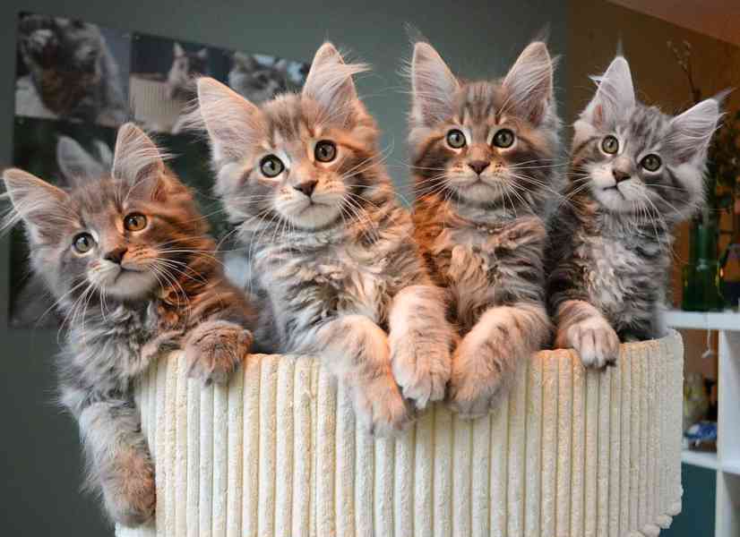 Máme vrh Mainská mývalí - foto 1