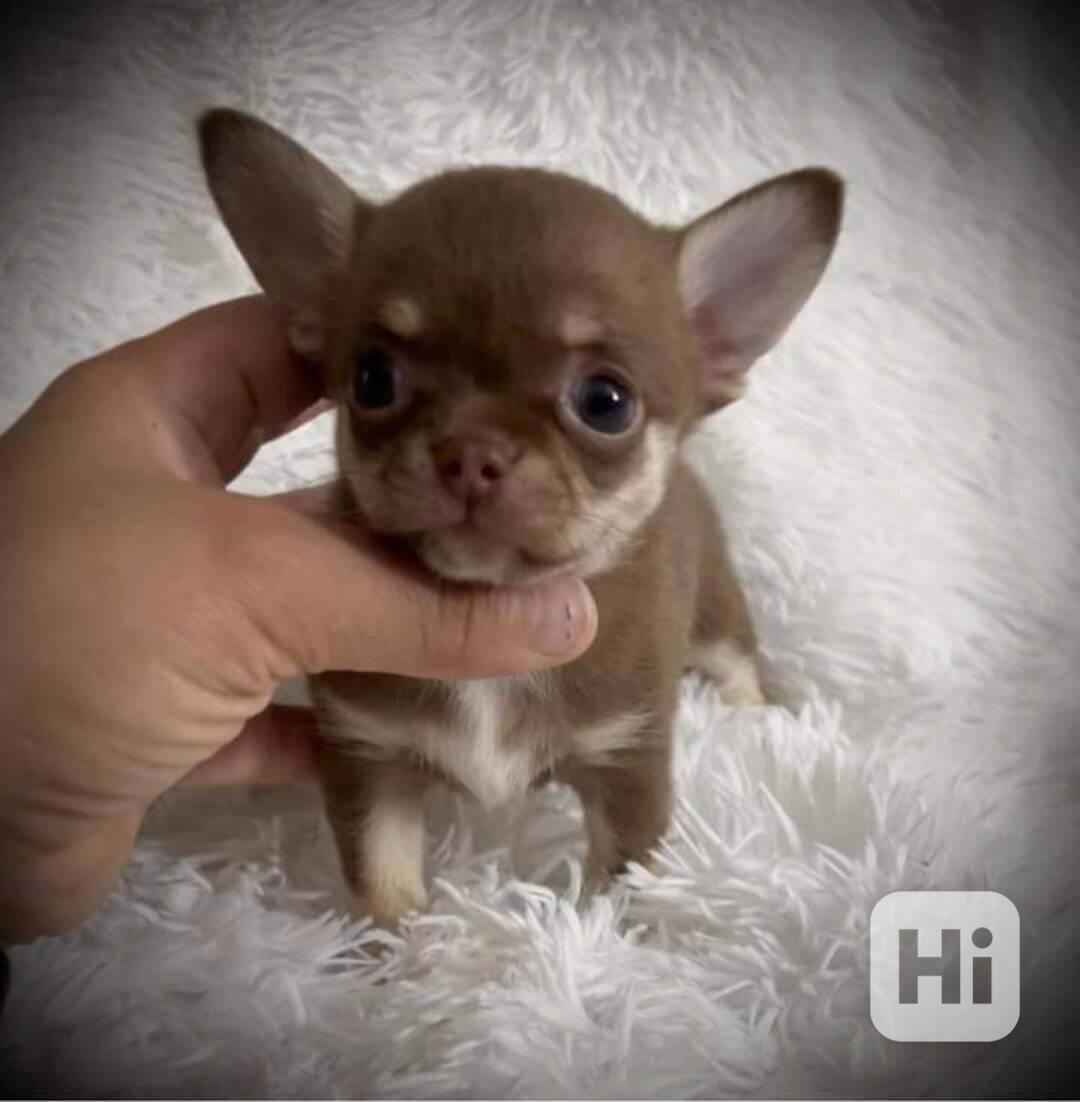 Štěňata čivavy - foto 1