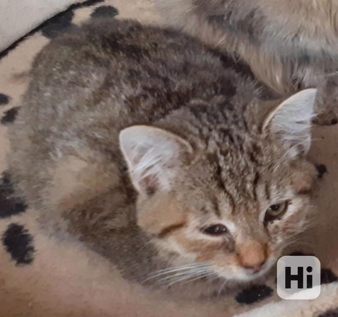 Milý, klidnější 3,5-4měsíční moureček Tomík hledá stálý - foto 1