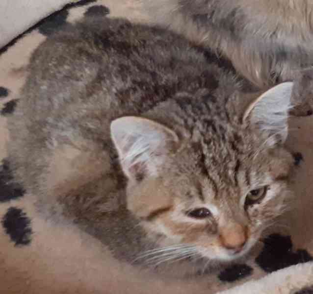 Milý, klidnější 3,5-4měsíční moureček Tomík hledá stálý - foto 1