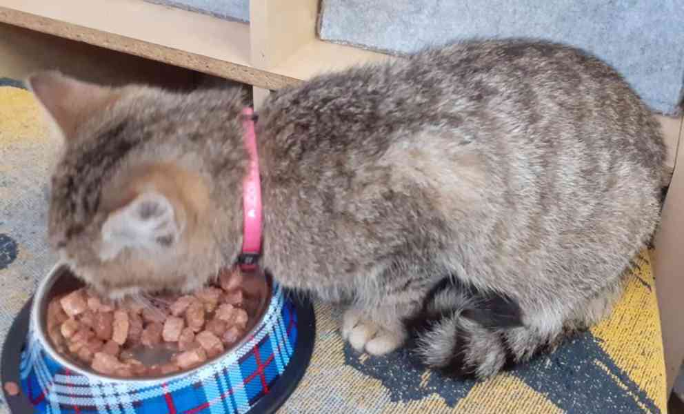 Milý, klidnější 3,5-4měsíční moureček Tomík hledá stálý - foto 2