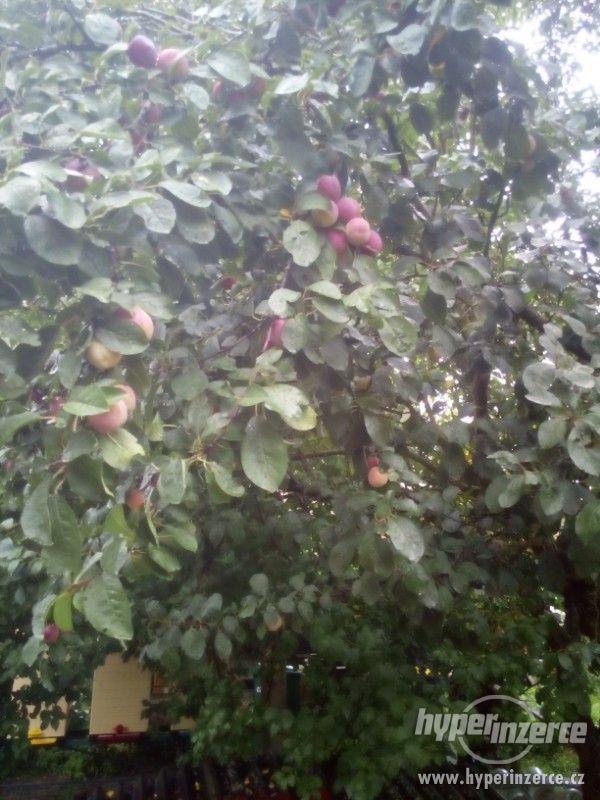 Nabízím třešně, rybíz, jablka, blumy, hrušky, švestky,aronii - foto 8