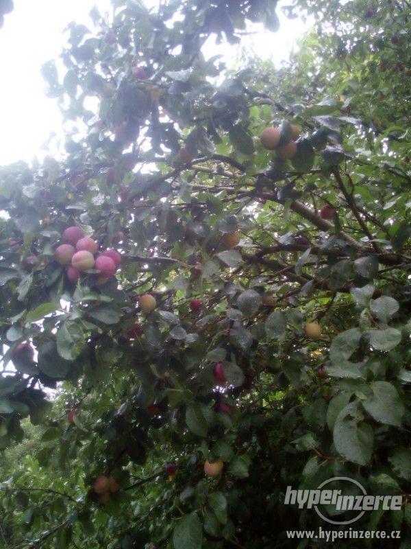 Nabízím třešně, rybíz, jablka, blumy, hrušky, švestky,aronii - foto 9