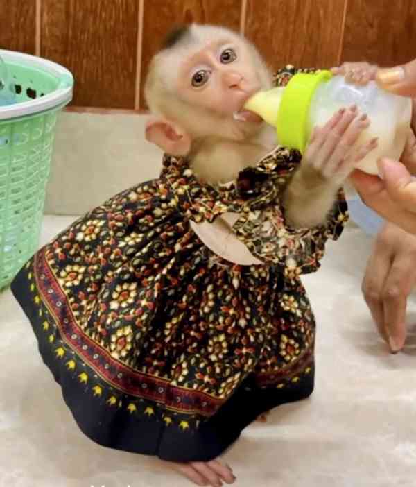  Zdarma Dítě kapucínské opice k adopci nyní zdarma   - foto 3