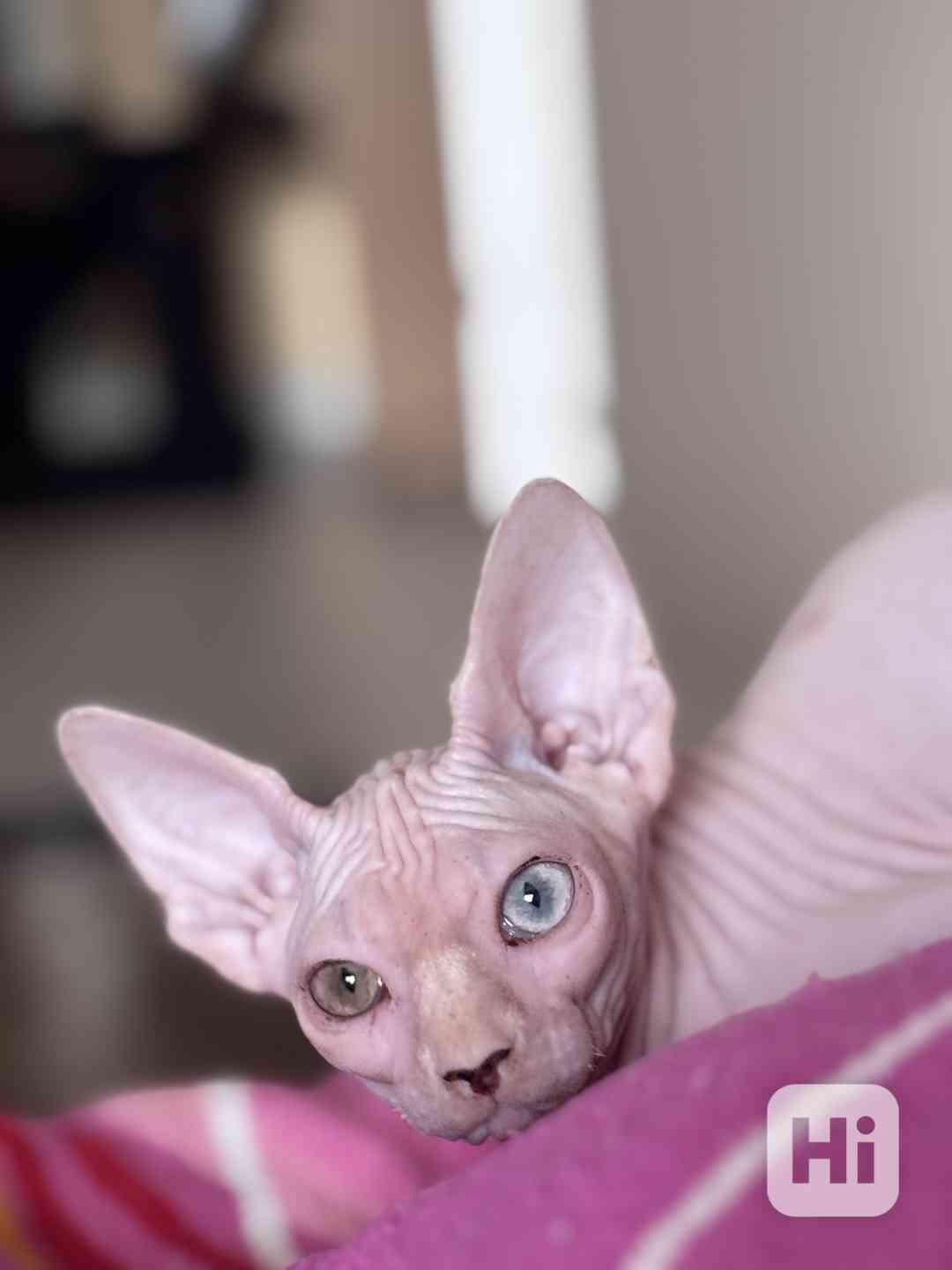 SPHYNX koťátko bez PP - foto 1