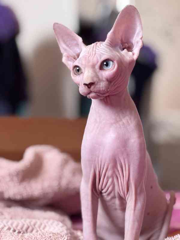 SPHYNX koťátko bez PP - foto 6