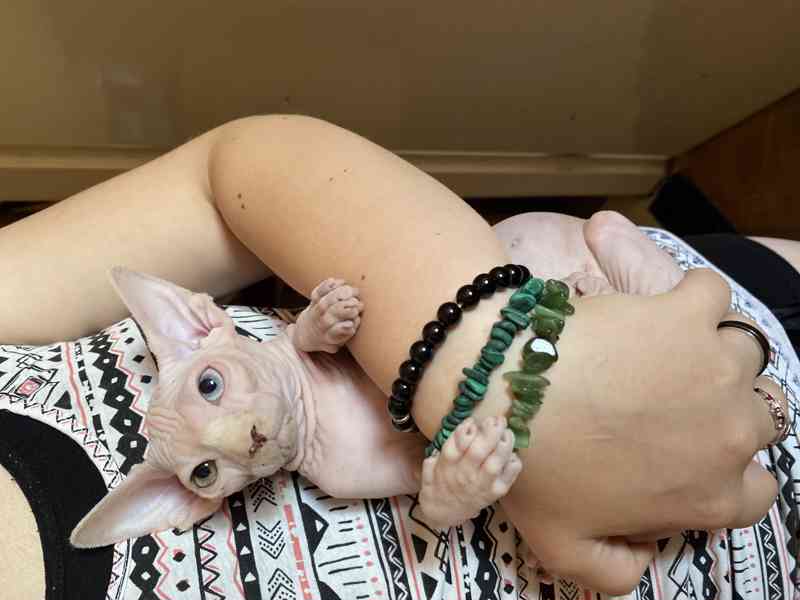 SPHYNX koťátko bez PP - foto 7