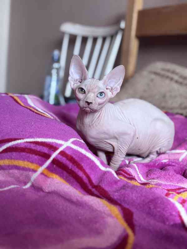 SPHYNX koťátko bez PP - foto 4