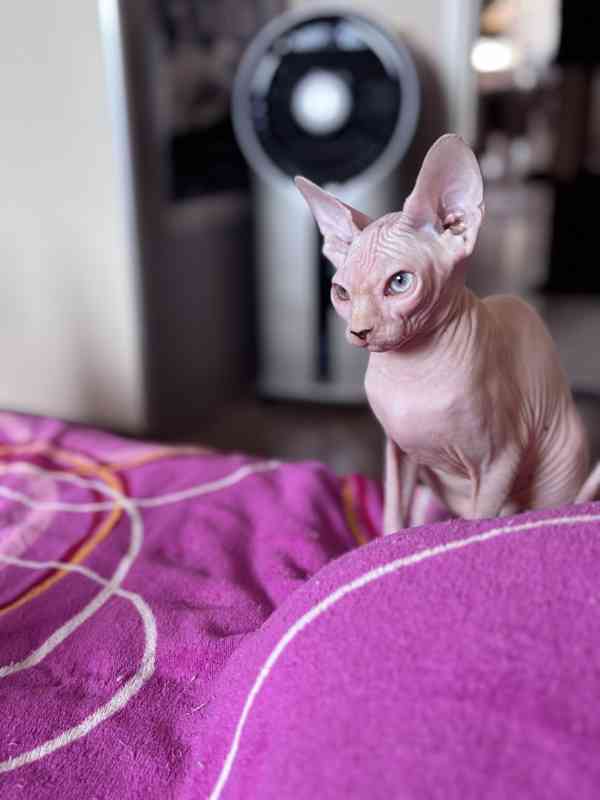 SPHYNX koťátko bez PP - foto 2