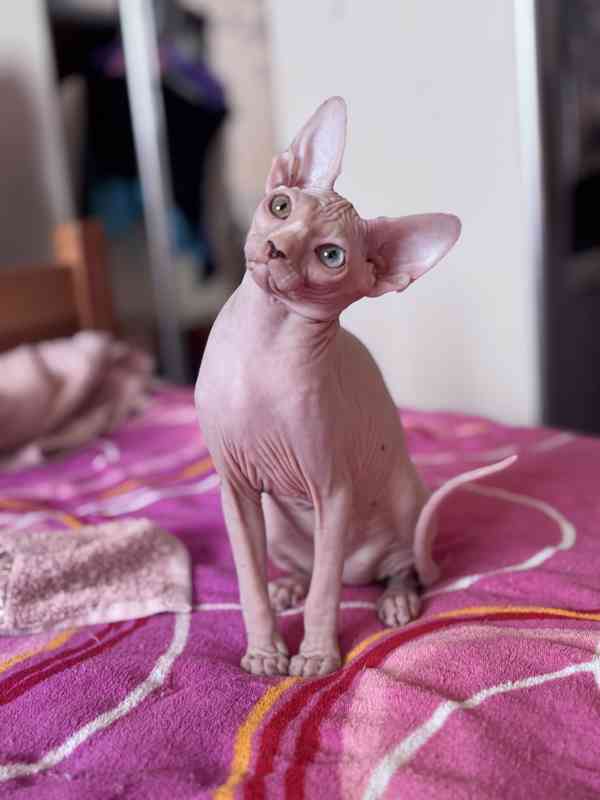 SPHYNX koťátko bez PP - foto 5