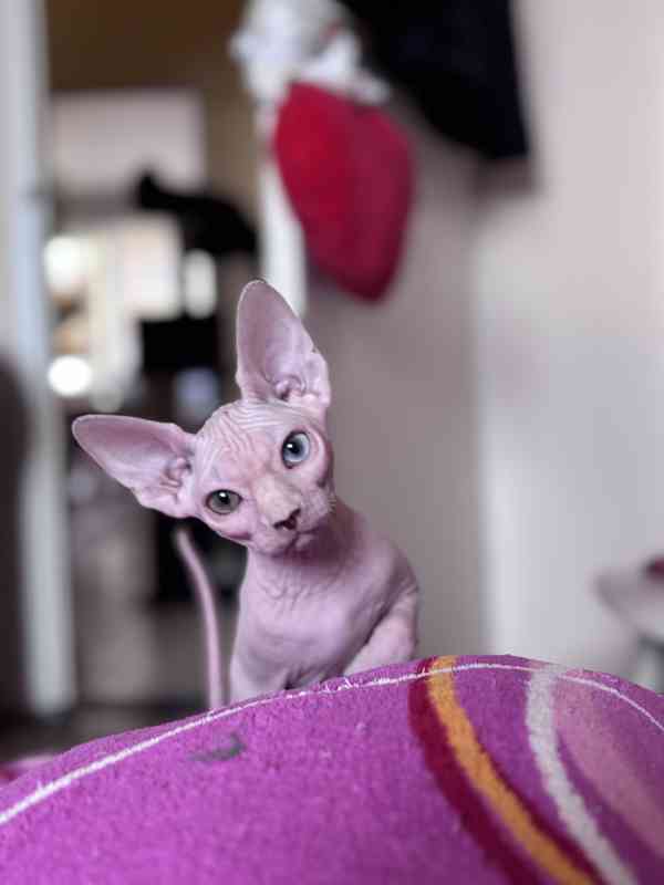 SPHYNX koťátko bez PP - foto 3