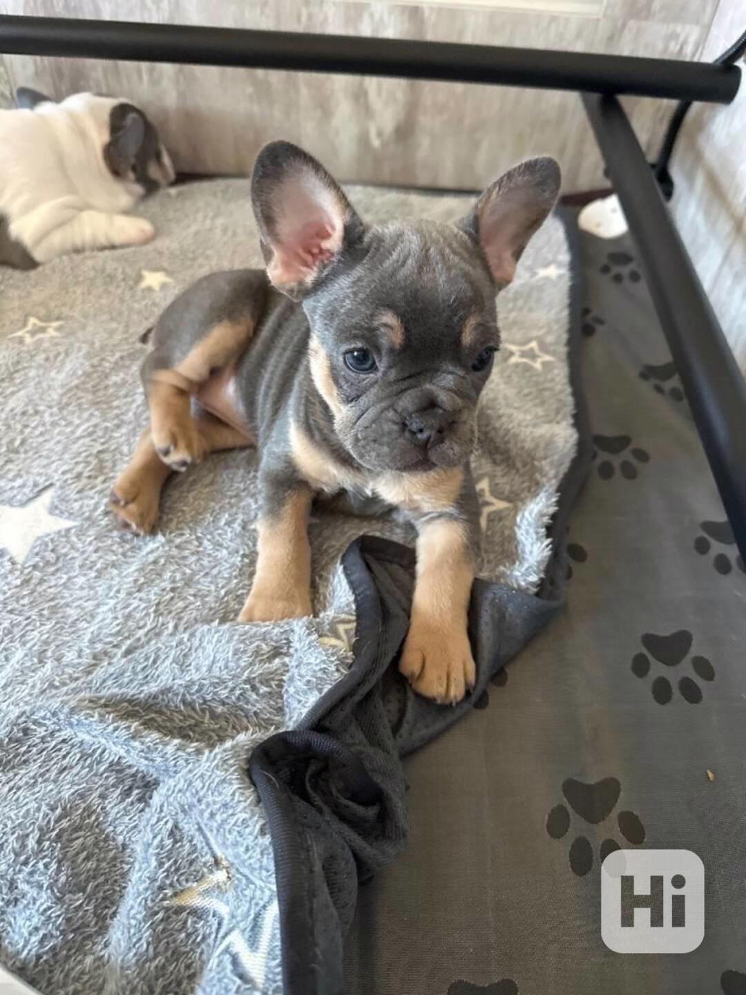modre, lilac, fawn, šteniatka Francouzský buldoček  - foto 1