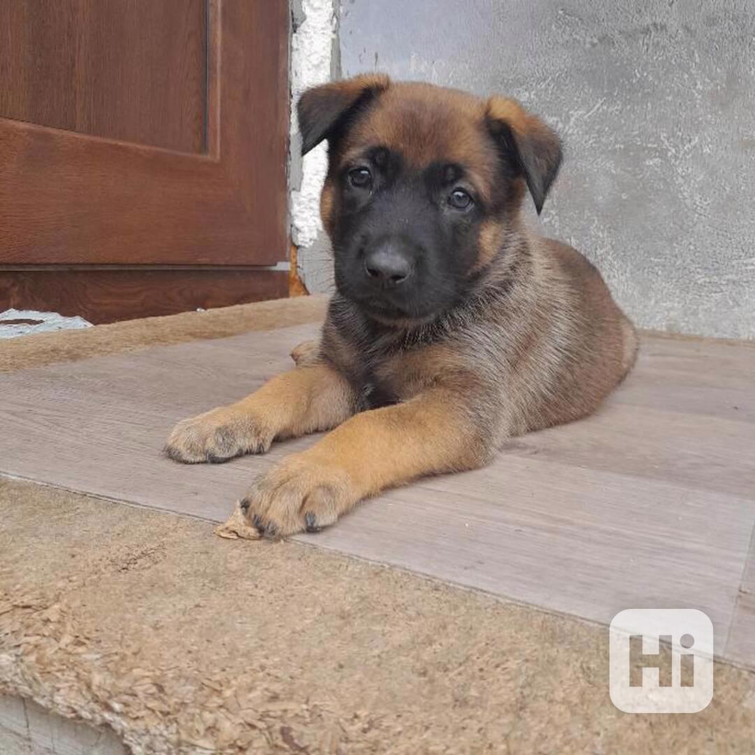 Německý ovčák x Belgický ovčák - foto 1