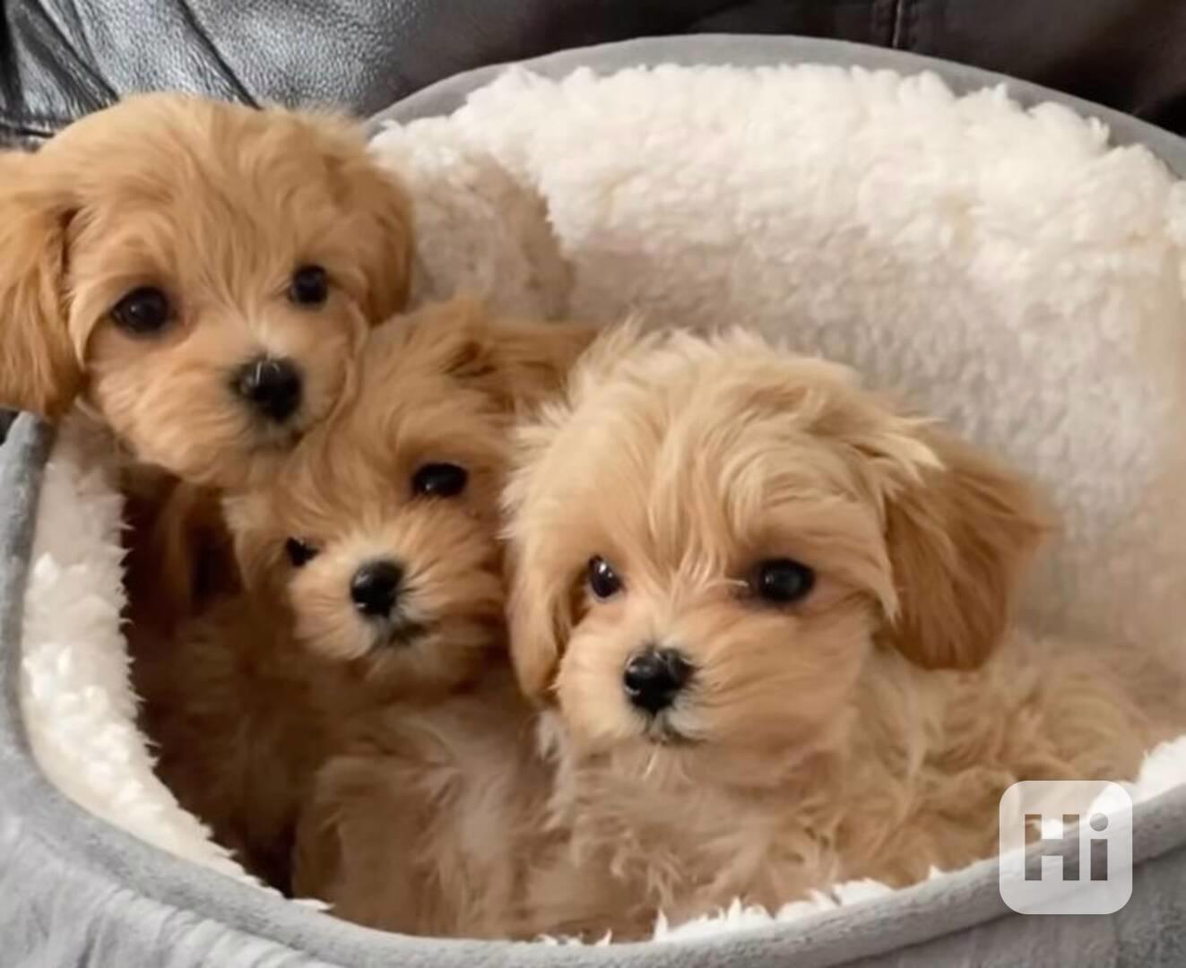 Krásná štěňátka pejska a fenky Maltipoo. - foto 1