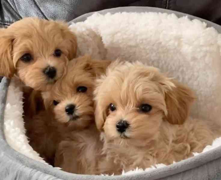 Krásná štěňátka pejska a fenky Maltipoo. - foto 1