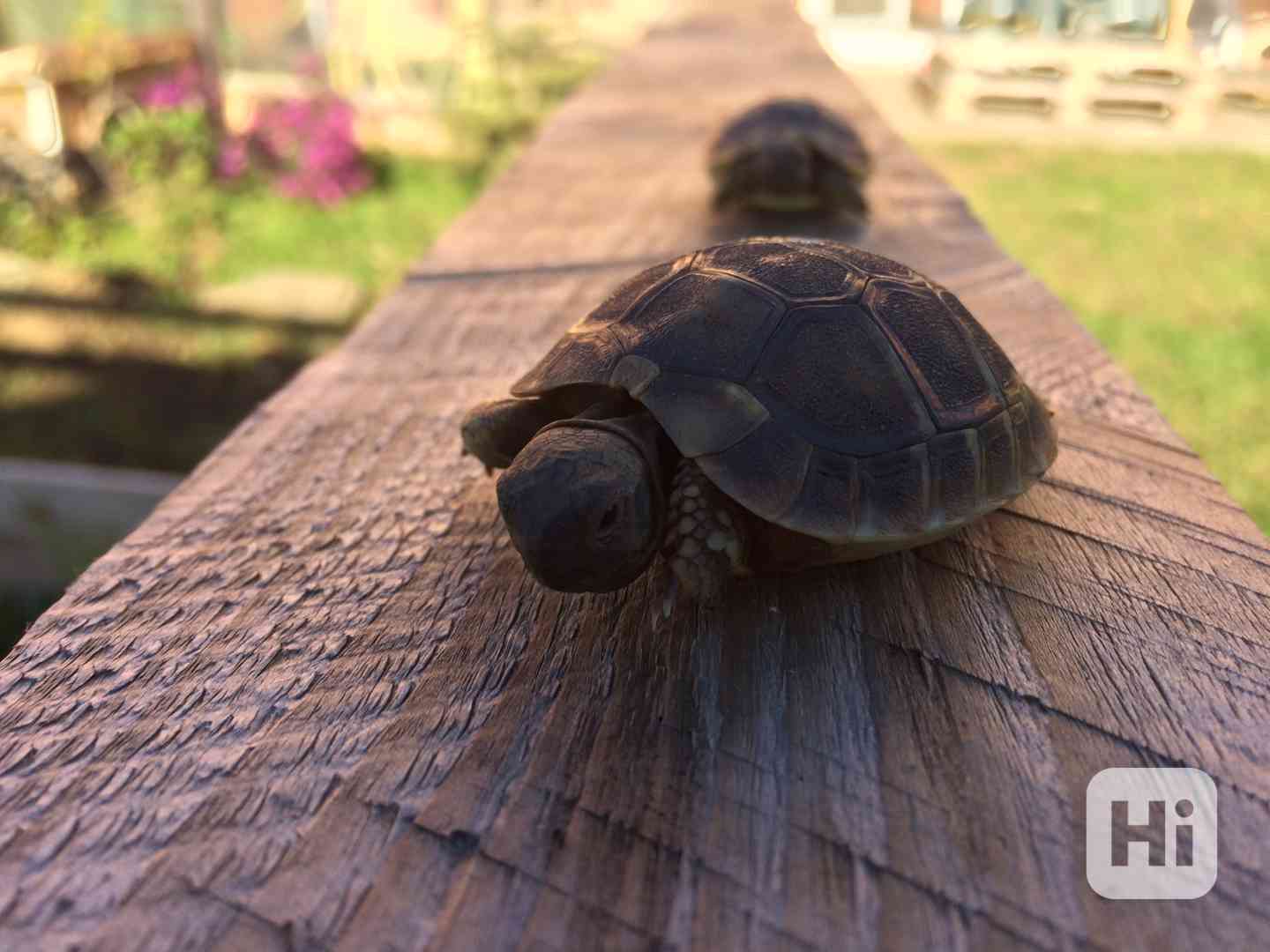 Želva zelenavá – prodám mláďata - foto 1