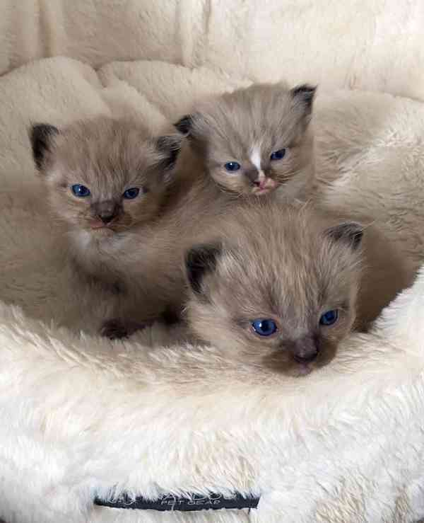 Koťátka britské krátkosrsté plemene munchkin, samci a samice - foto 3