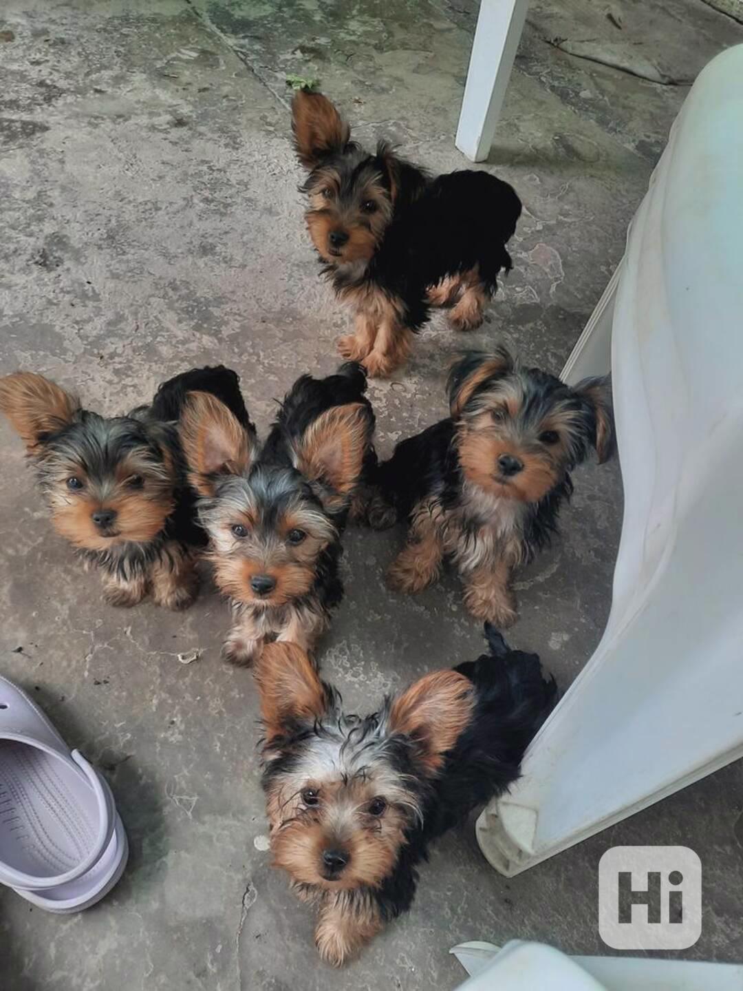 yorkshire terriers - foto 1