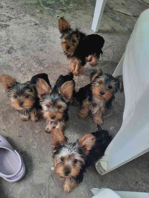yorkshire terriers - foto 1