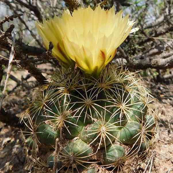 semena kaktus Coryphantha delaetiana - foto 1