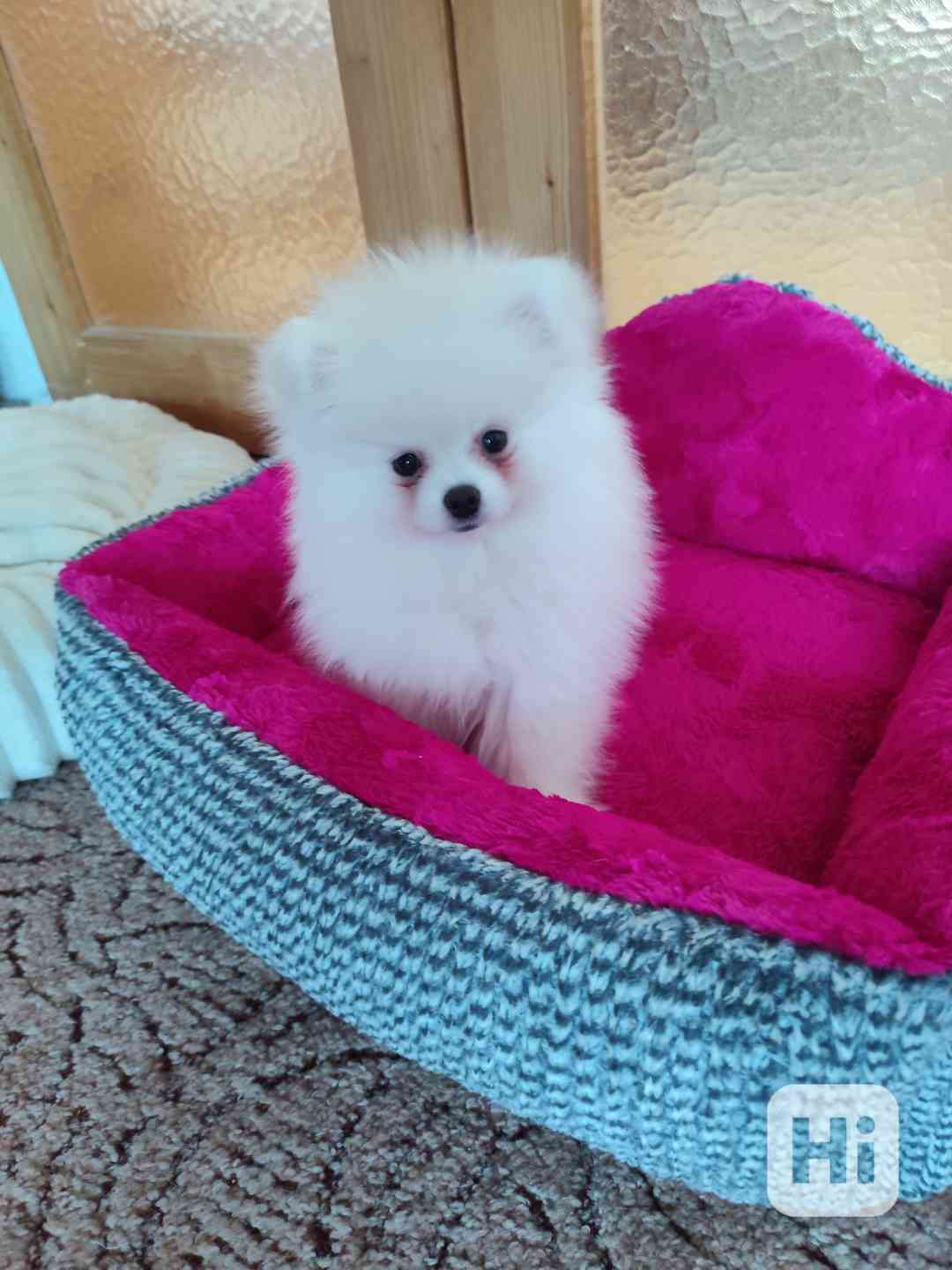 pomeranian - foto 1