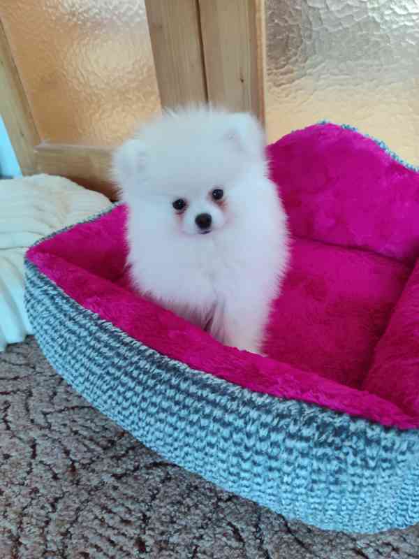 pomeranian - foto 1