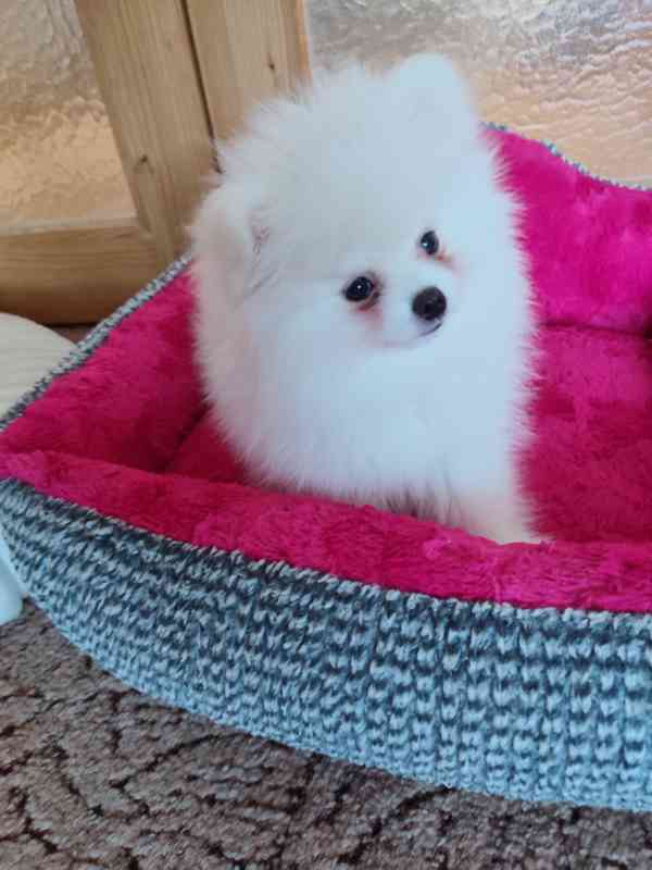 pomeranian - foto 2