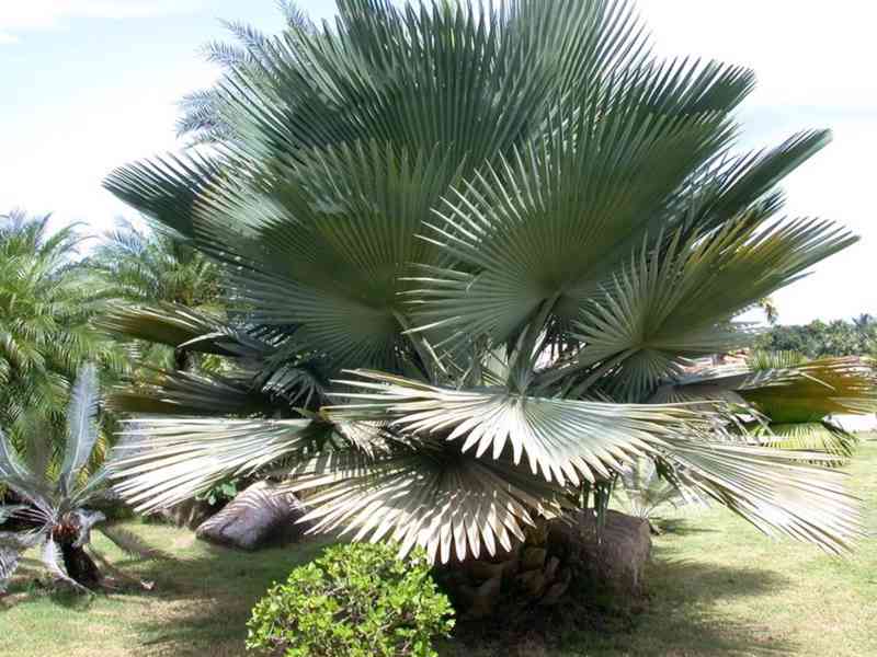 naklíčená semena palma Copernicia baileya - foto 1
