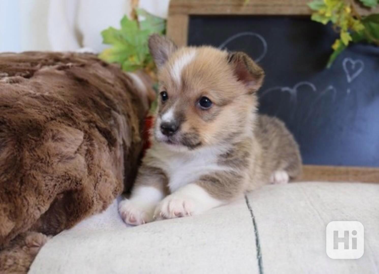Úžasná štěňata pembroke k adopci. - foto 1