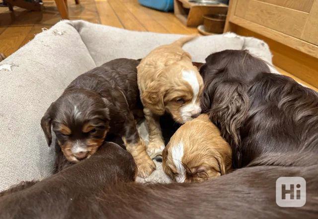 Štěňata pracovního kokršpaněla - foto 1