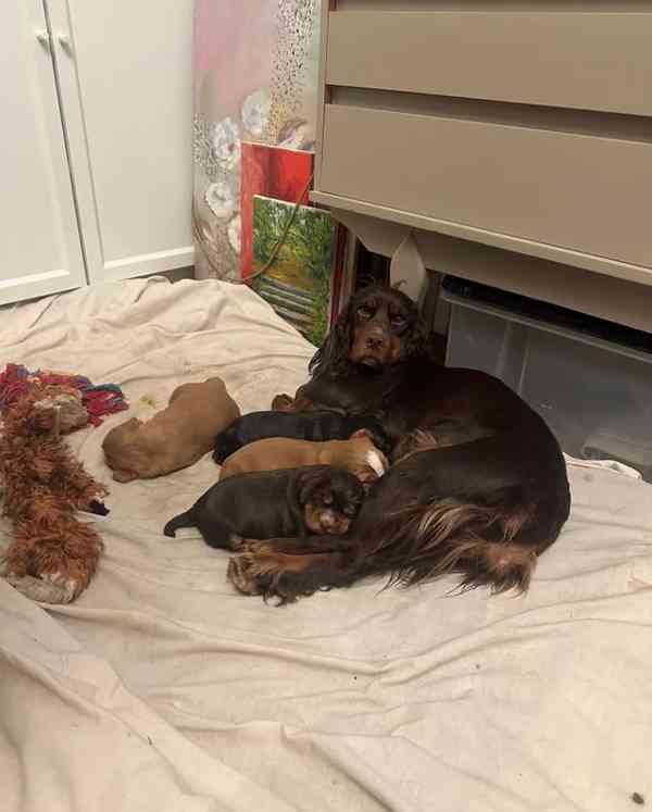 Štěňata pracovního kokršpaněla - foto 3