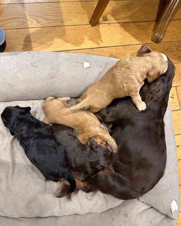 Štěňata pracovního kokršpaněla - foto 2