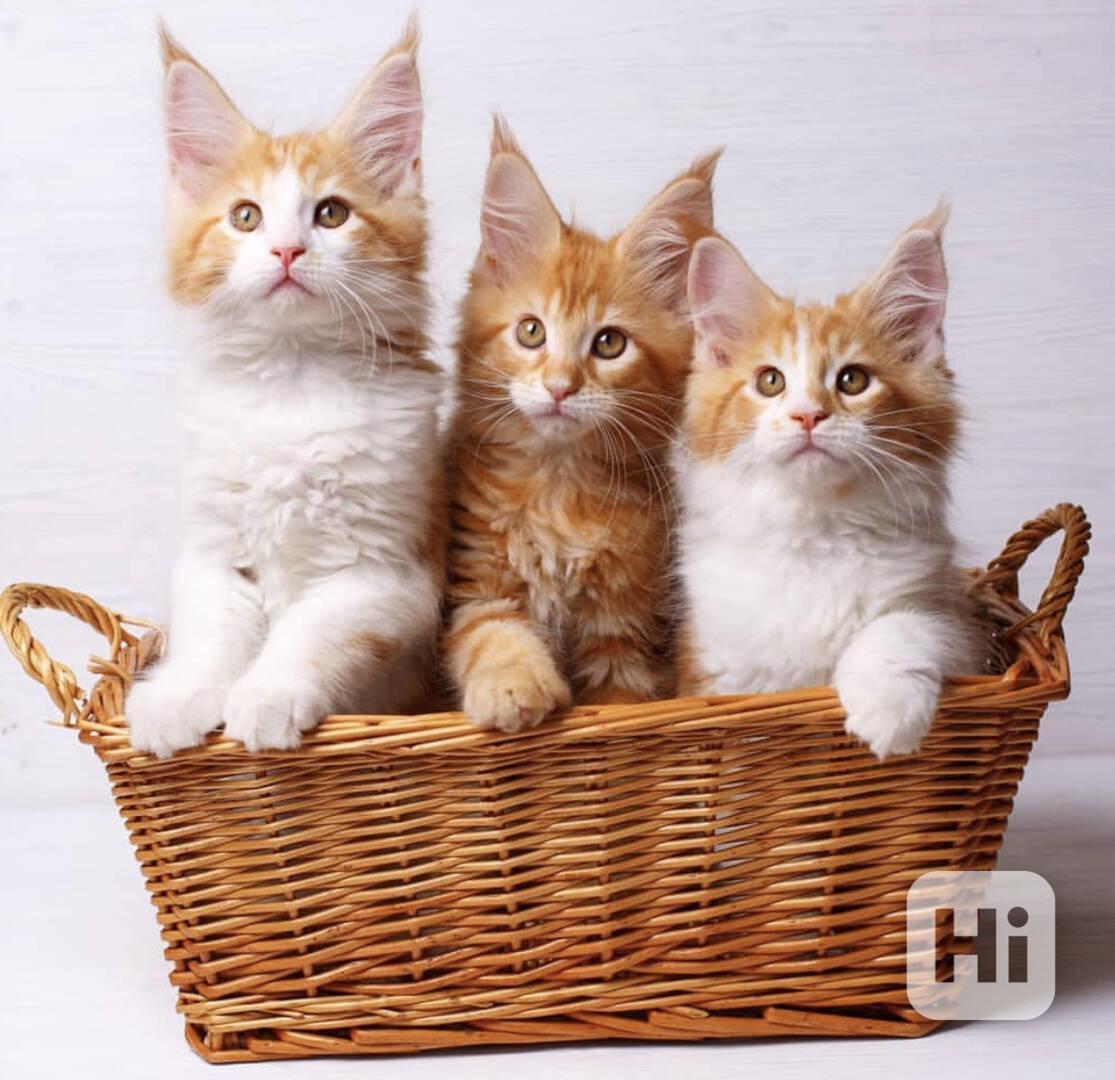 Mainská mývalí kočka připravená - foto 1