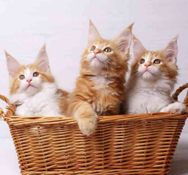 Mainská mývalí kočka připravená - foto 2