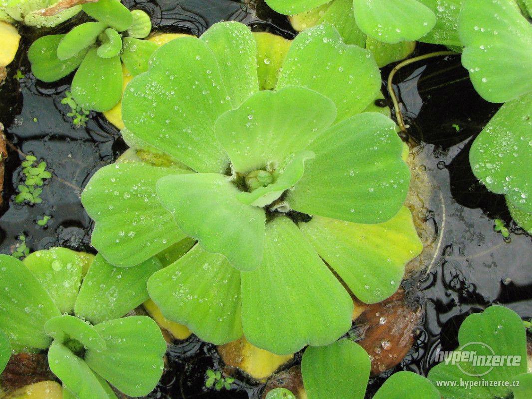 Babelka Pistia stratiotes - foto 1